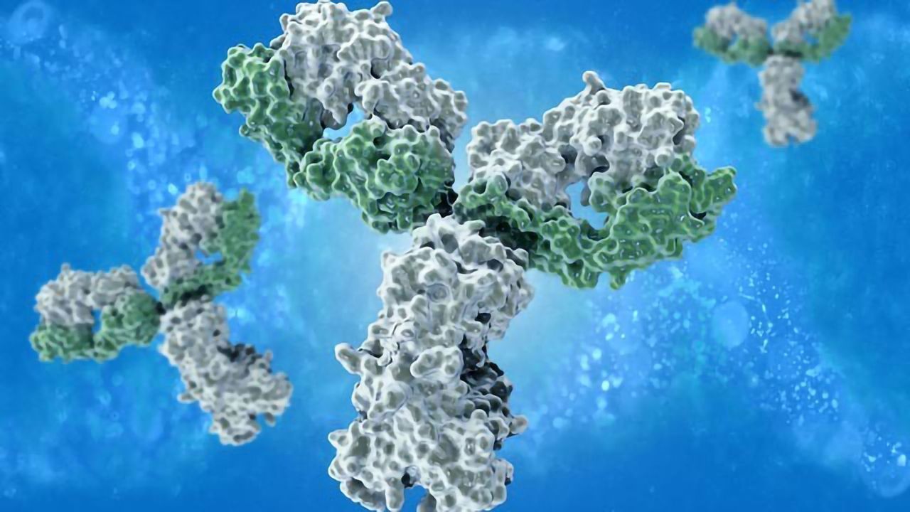Hybridoma vs Phage Display for Monoclonal Antibody Production: Which Technique for Which Purpose?