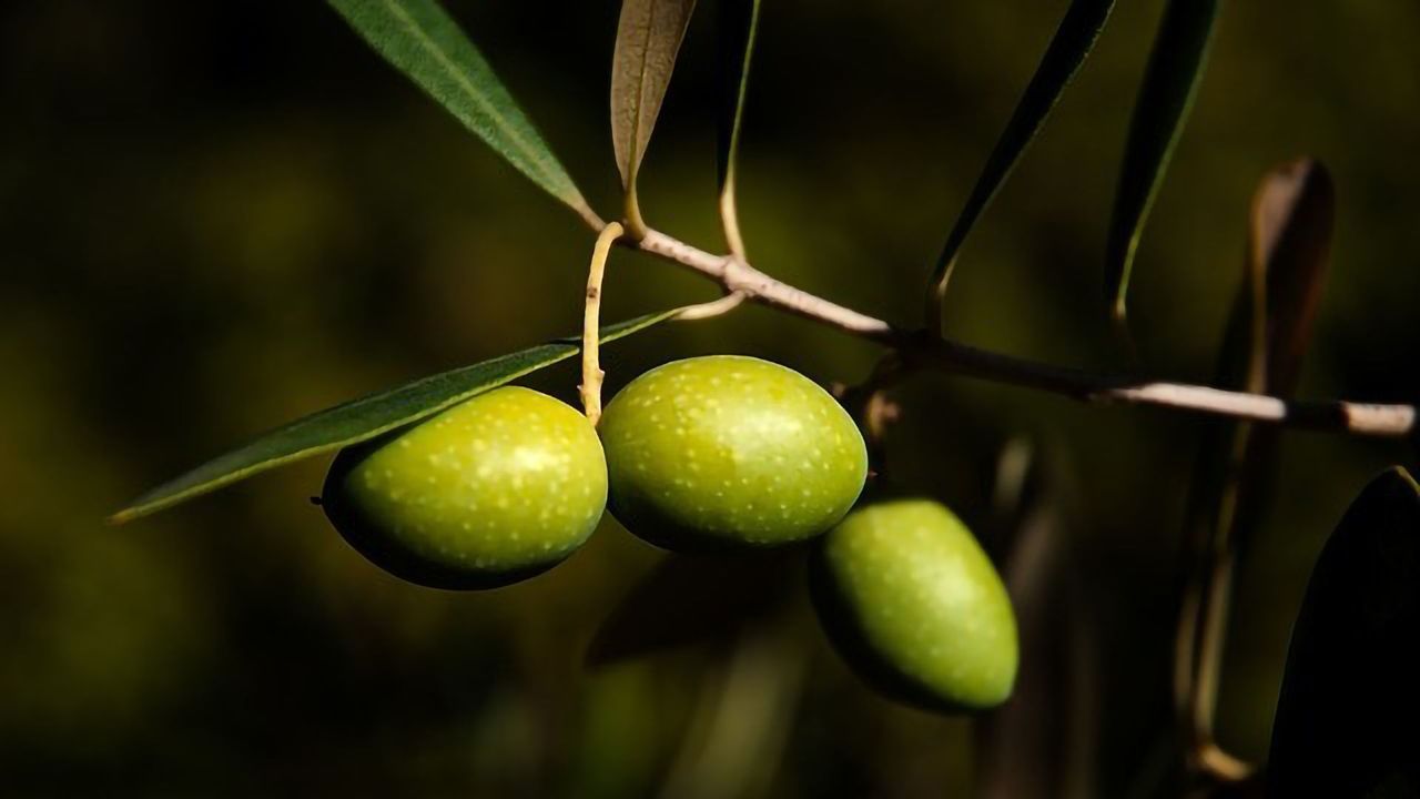 "Greener" Ways to Make Olives Edible
