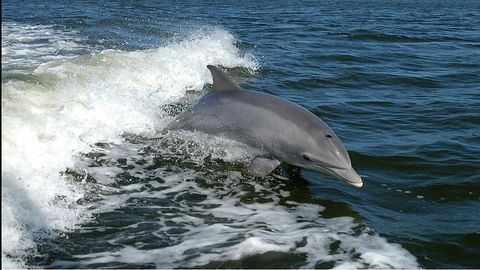 Microplastics Found in Every Marine Mammal Surveyed