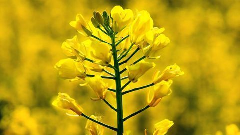 Removing Rapeseed's Bitter Taste