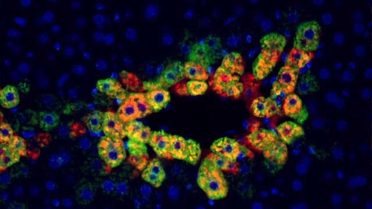 Repurposing Anti-rejection Drug to Treat Liver Cancer