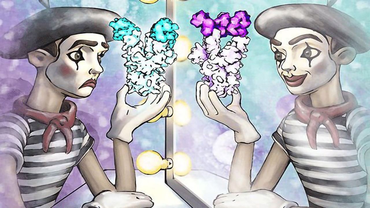 Antibodies of SARS-survivors Mimic Membranes to Trick Viruses