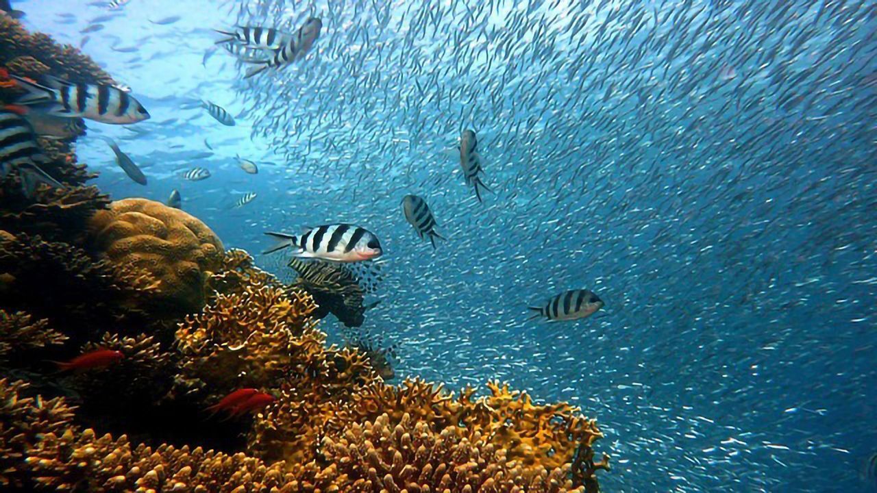 Warm Waters and Birth Control Pills Influence Gene Expression in Fish