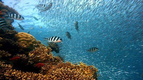 Warm Waters and Birth Control Pills Influence Gene Expression in Fish