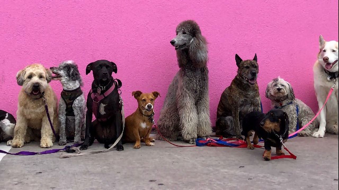 Do Bigger Brains Equal Smarter Dogs?
