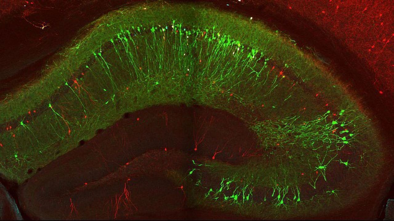 Pinpointing the Cells That Control the Brain’s Memory Flow