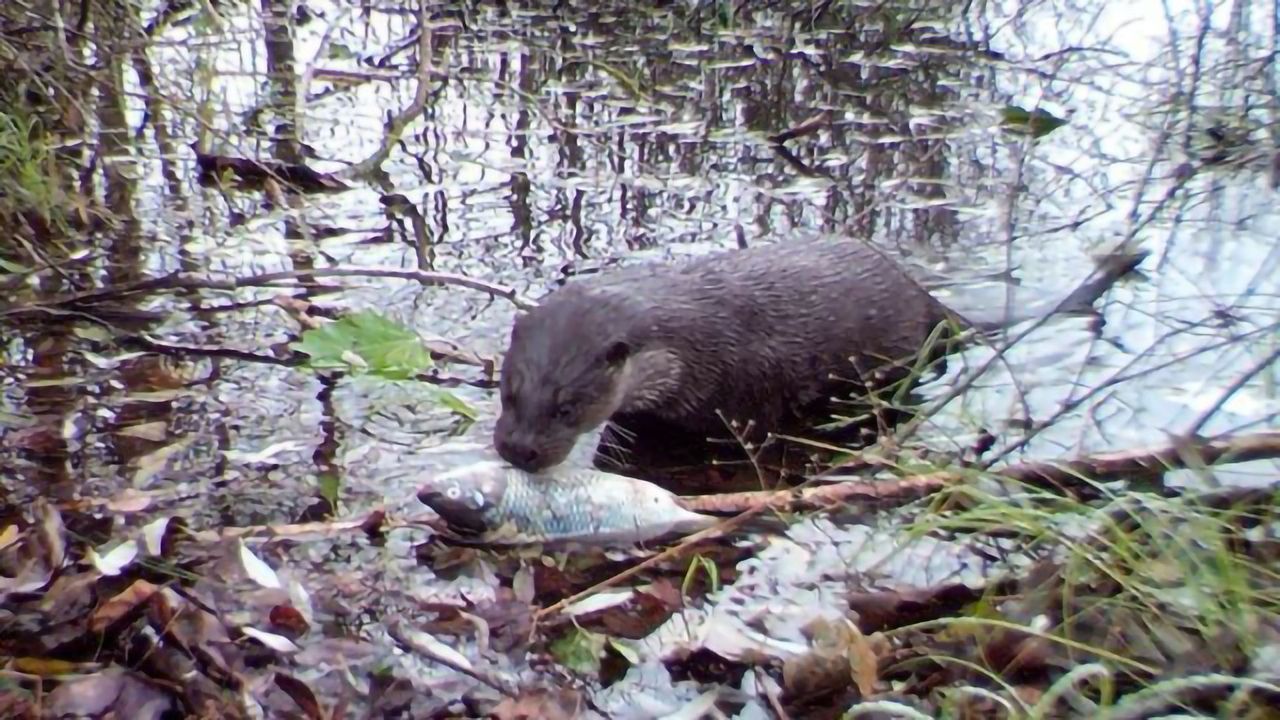 Life Flourishing Around Chernobyl
