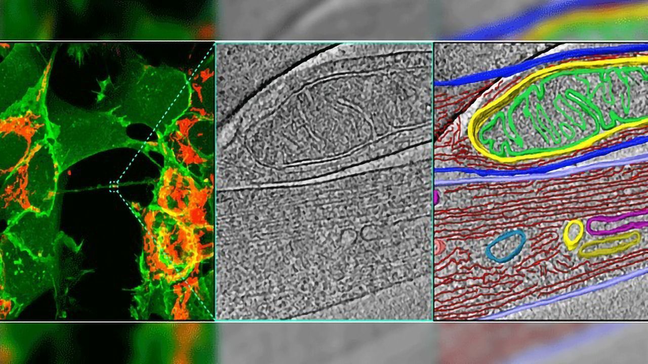 Incredible Tunneling Nanotubes Connect Neurons