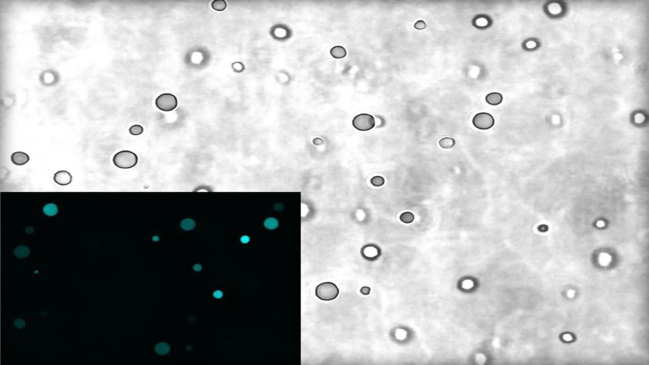 Protocells Could Provide Clues on the Origins of Life