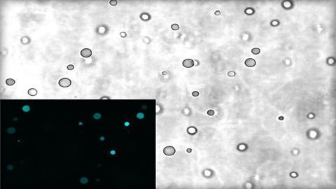 Protocells Could Provide Clues on the Origins of Life