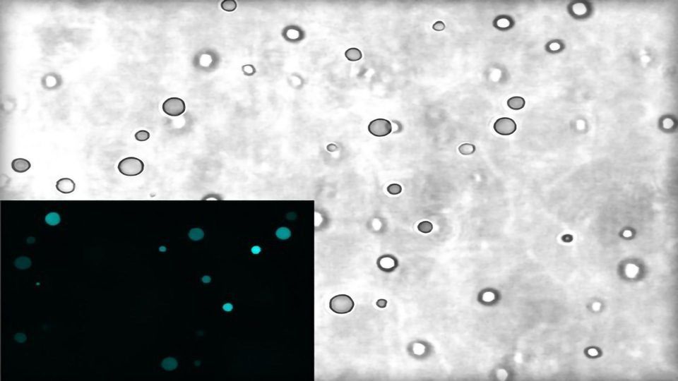 Protocells Could Provide Clues on the Origins of Life Technology Networks