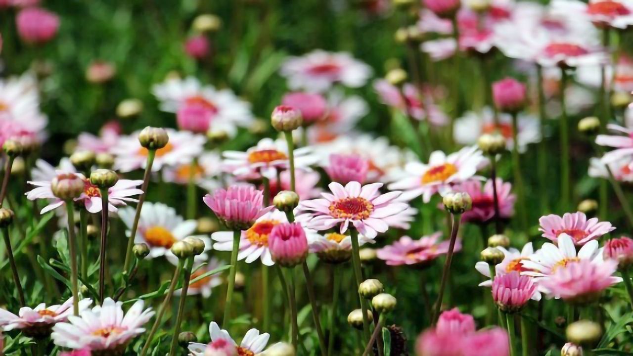 How Do Plants Cope With Iron Deficiency?
