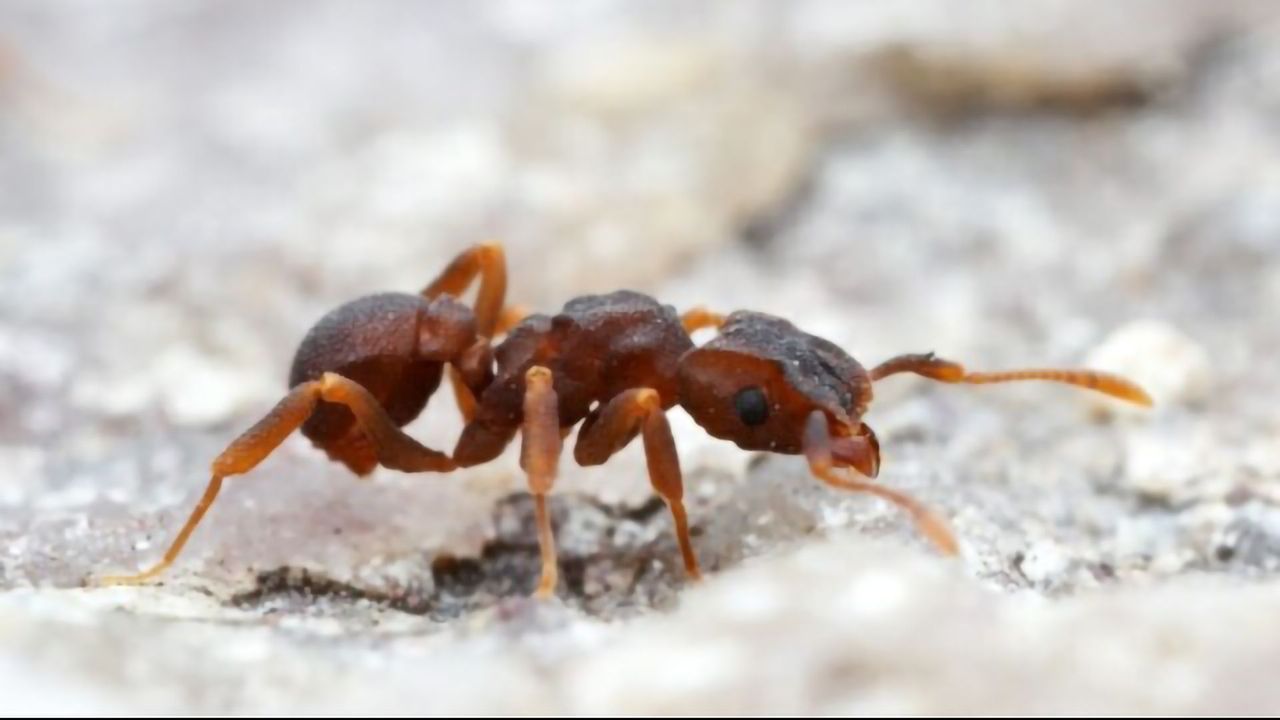 Insect Microbiomes May be a Rich Source of Antibiotics