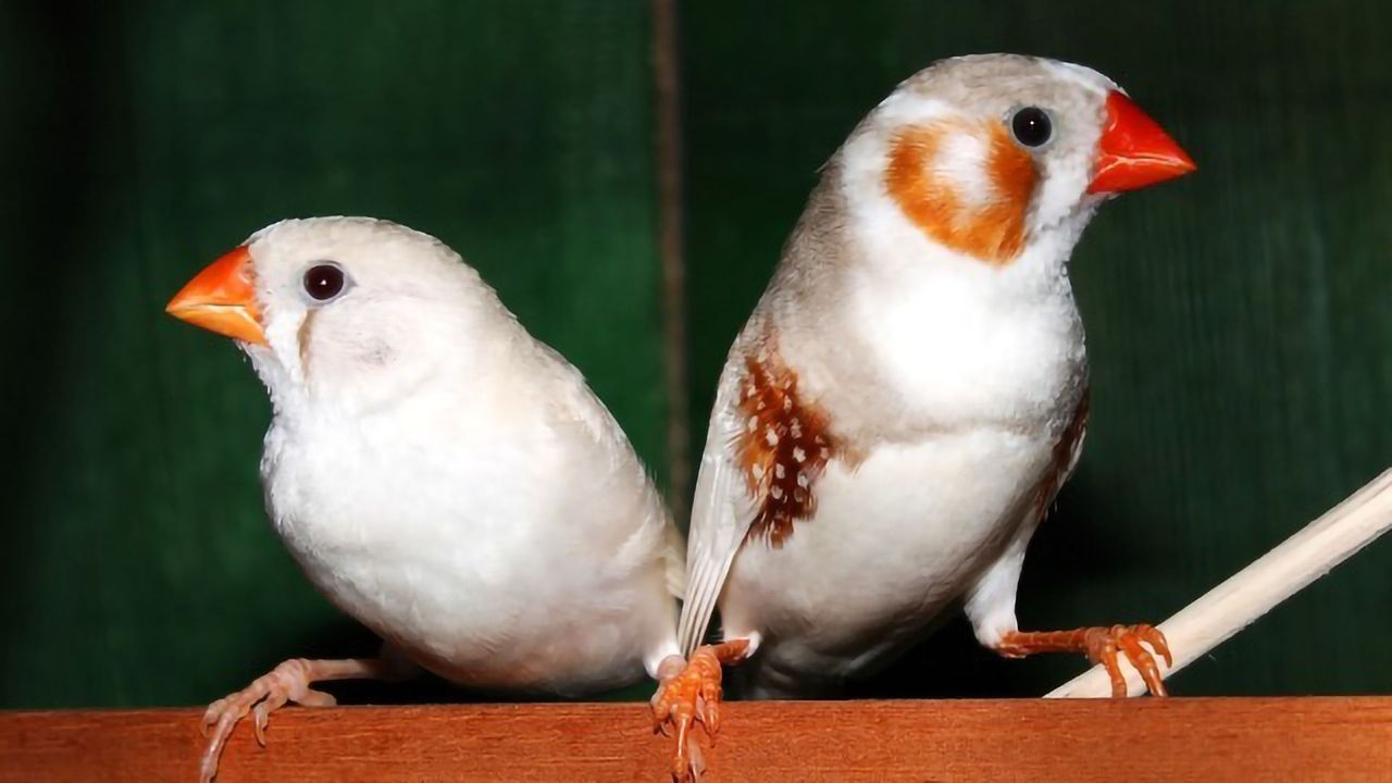 Psychologists Solve Mystery of Songbird Learning