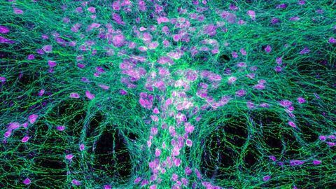 Fight or Flight: Serotonin Neurons Prompt Brain to Make the Right Call
