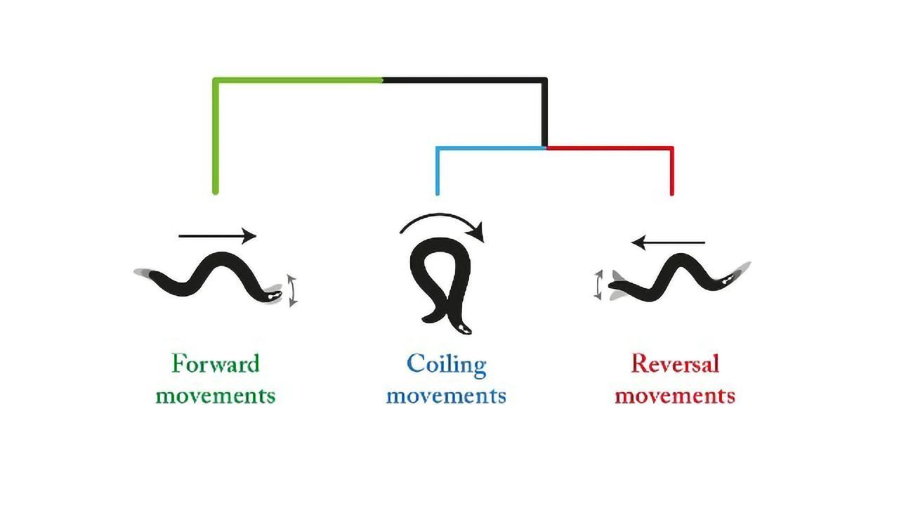 Data-dicing Analysis Model Reveals Complexity of the Brain