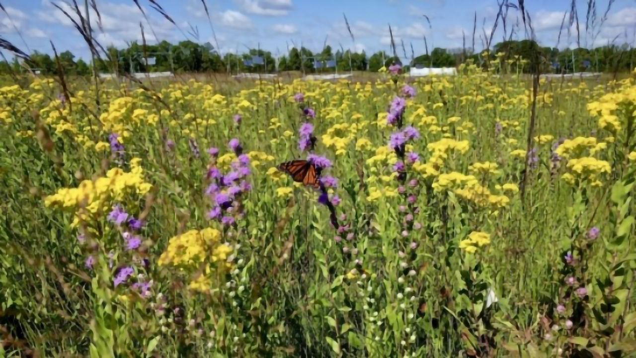 Biofuel Crop that Boosts the Environment