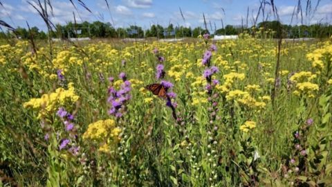 Biofuel Crop that Boosts the Environment