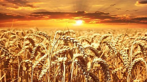 Harvesting Wild Genes Gives Crops Renewed Resistance to Disease