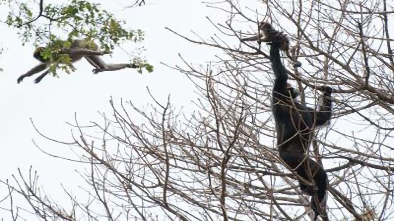 Protein Diversity Protects Chimpanzees From AIDS-like Viruses