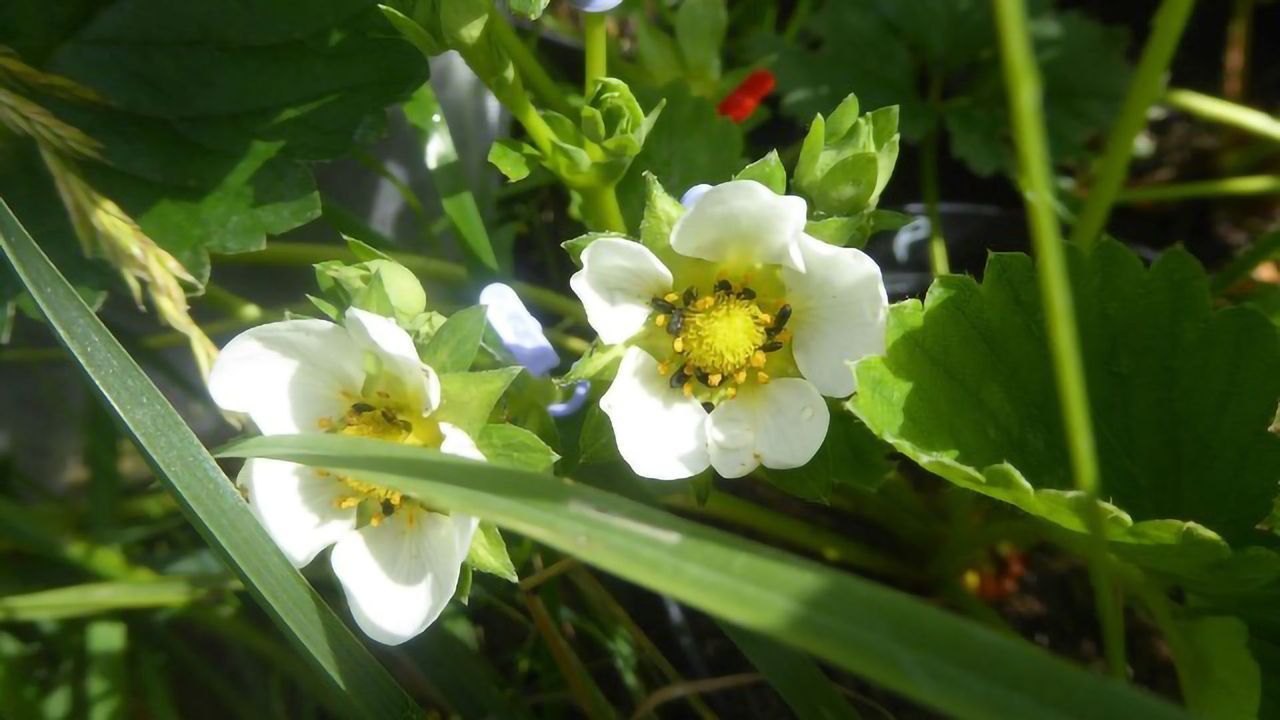 Where do the Best Strawberries Grow?