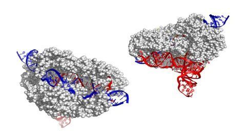 CasX: The New Kid on the CRISPR Block