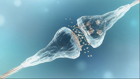 Schizophrenia "in a Dish" Shows Evidence of Excessive Synaptic Pruning