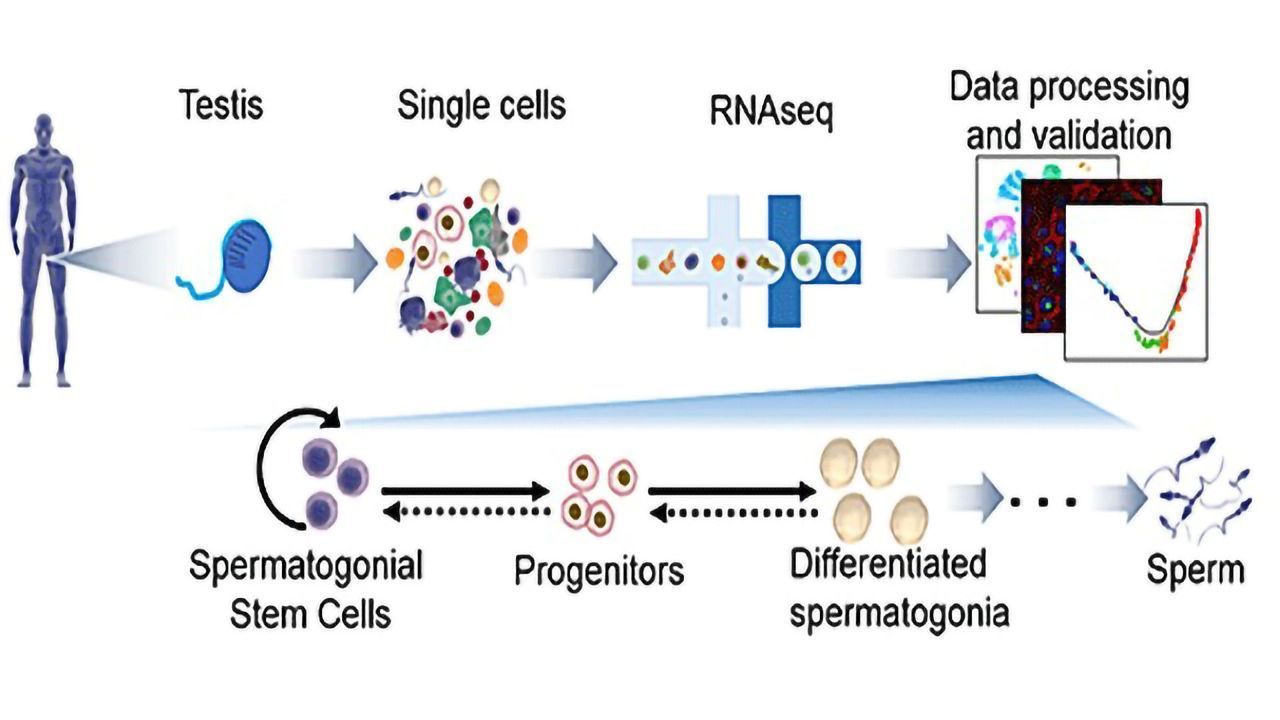 Spermatogenesis Insights Generate Infertility Therapy Possibilities