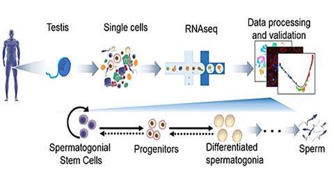 Spermatogenesis Insights Generate Infertility Therapy Possibilities