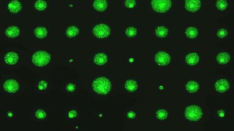 Miniature Chip Quantifies Cell Survival Much Faster Than Gold Standard