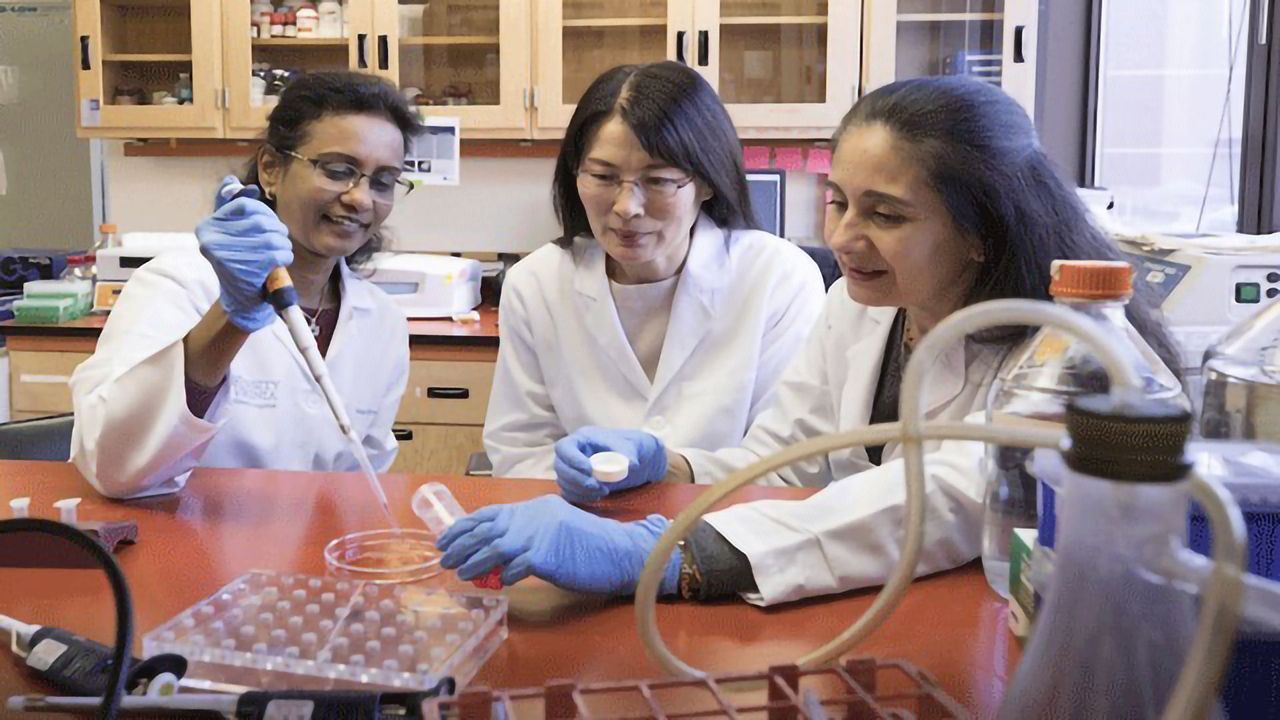 Growth of Kidney Vasculature Compensates After Blockage Removal
