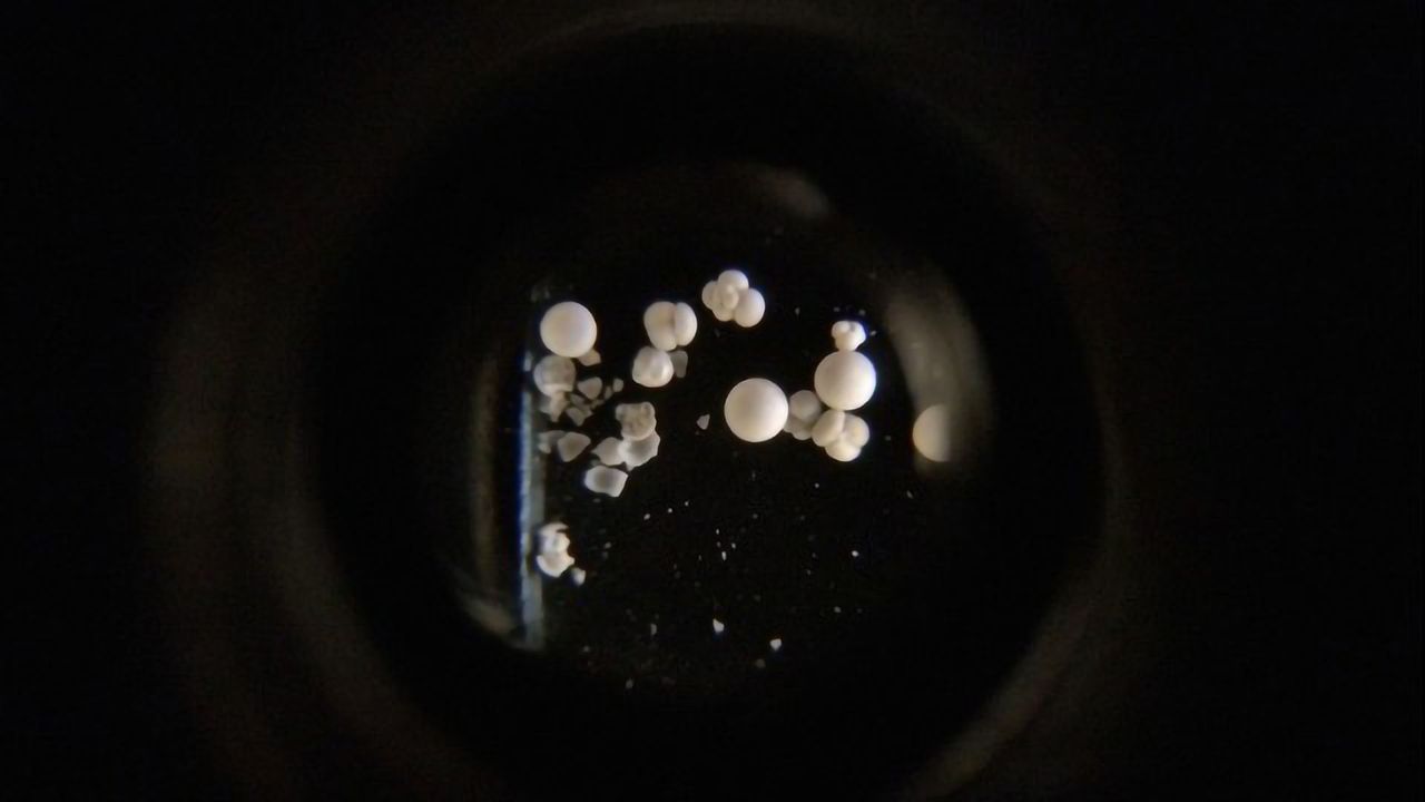 Artificial Intelligence Can Identify Microscopic Marine Organisms