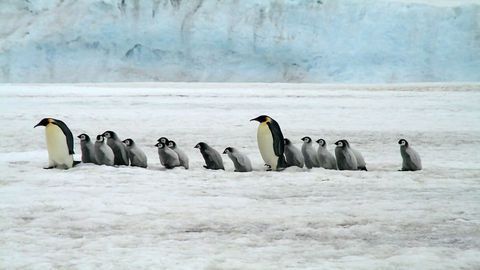 Happy Feet: When and Why Did Penguins Evolve?