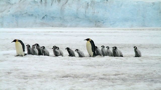 Happy Feet: When and Why Did Penguins Evolve? | Technology Networks