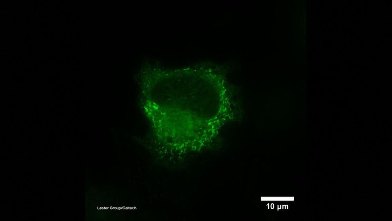 Nicotine Pharmacokinetics Assessed Using Biosensors