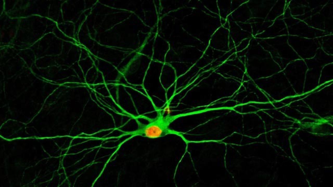 Drug Combo Creates New Neurons from Neighboring Cells