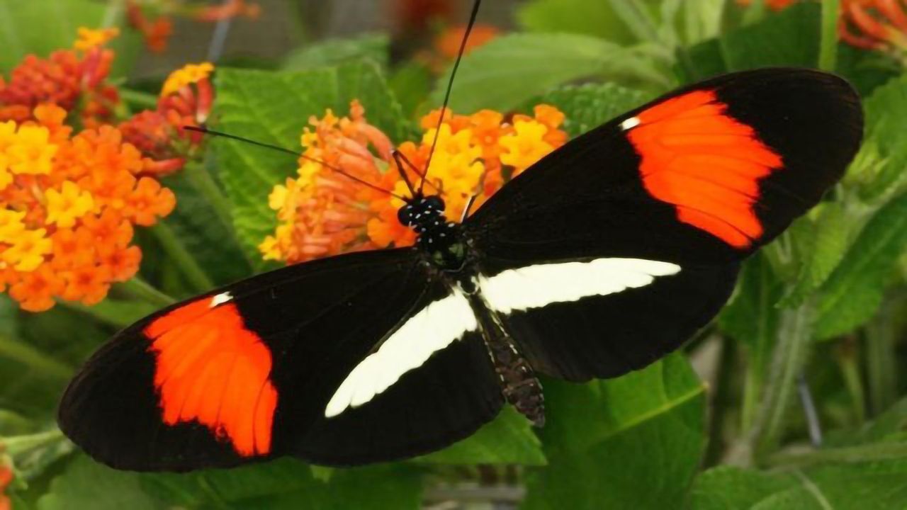 Genetics Dictate Butterfly’s Choice in Mating Partners