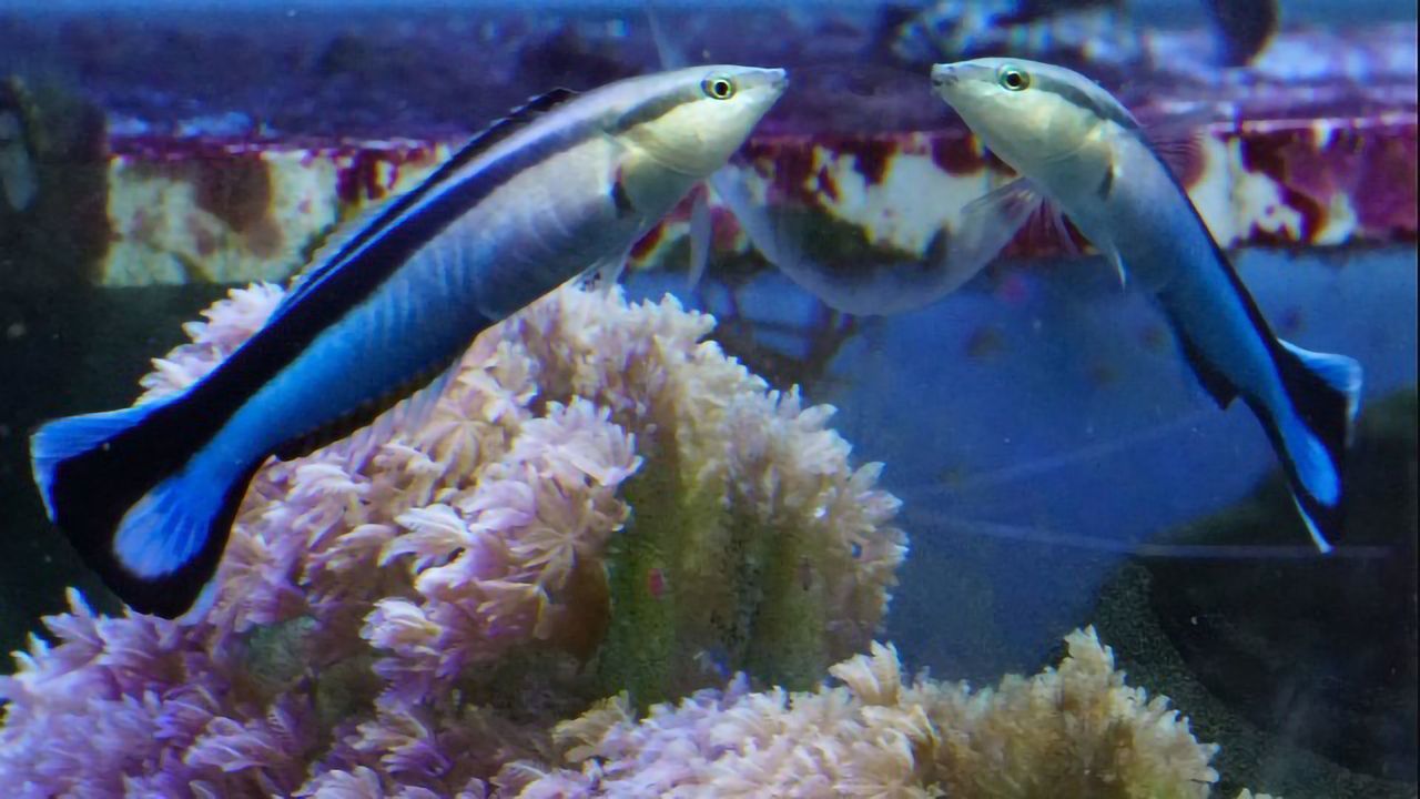 Tiny Fish Can Recognize Itself in the Mirror