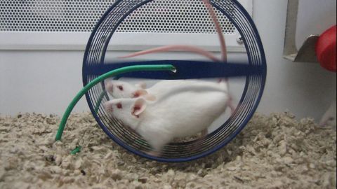 Exercise-linked Hormone Protects Memory
