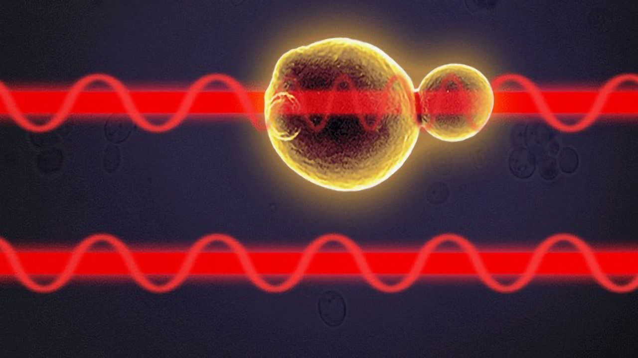 Digital Holographic Microscope Generates Label-free Cell Measurements