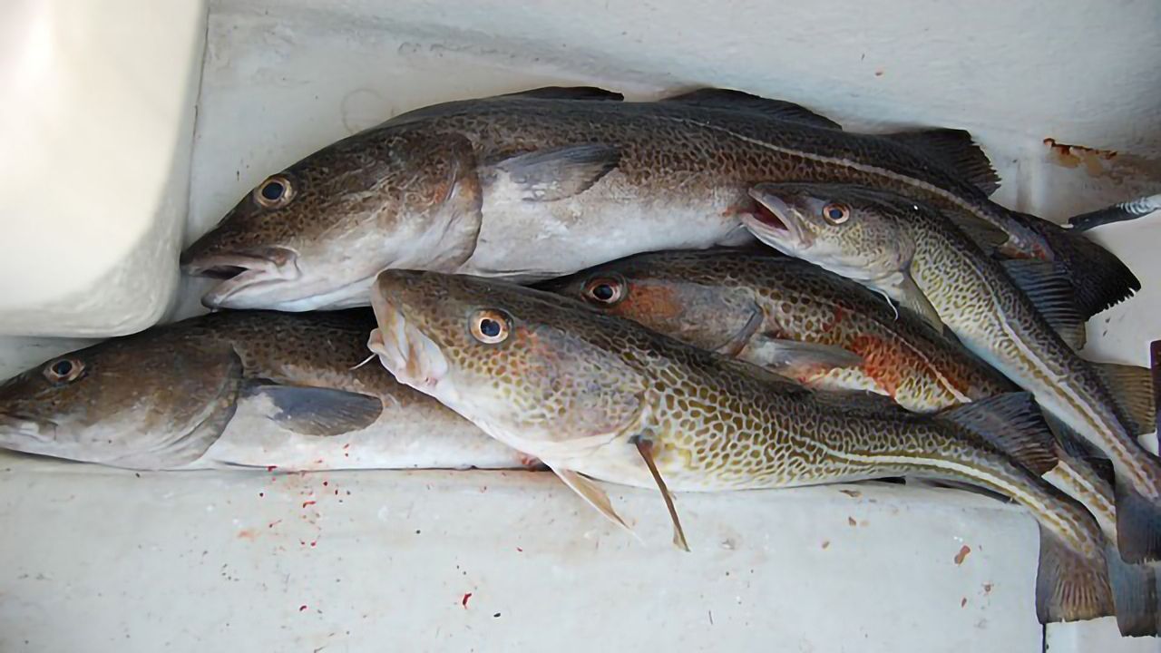 The Birth of the Codfish Antifreeze Gene