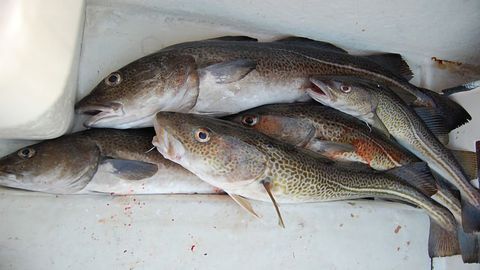 The Birth of the Codfish Antifreeze Gene