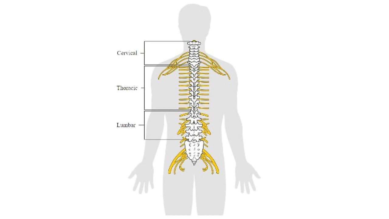 The Spinal Cord is Smarter Than You Think