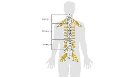 The Spinal Cord is Smarter Than You Think