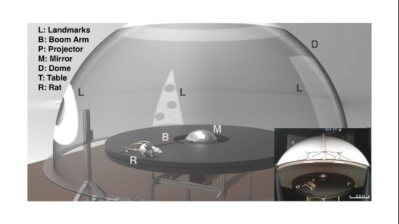 Rats in Augmented Reality Help Show How the Brain Determines Location