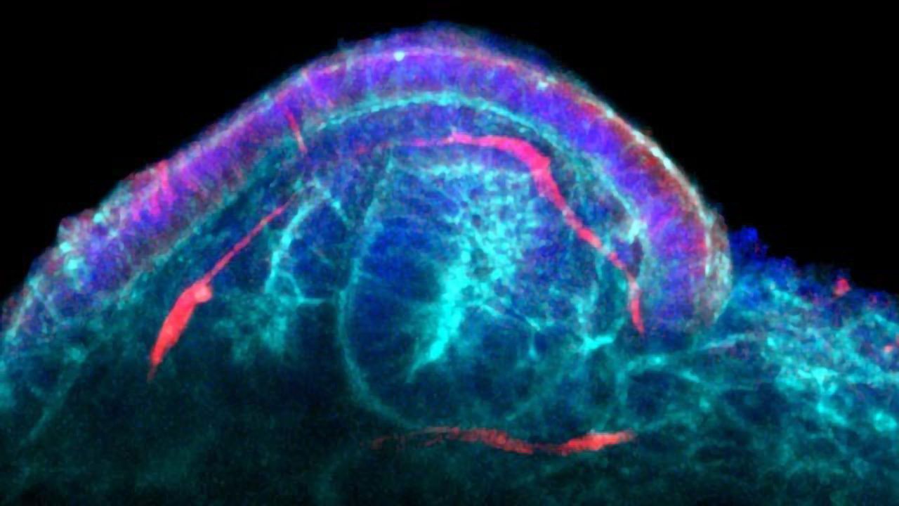Method Maximizes the Potential of Miniature Kidneys