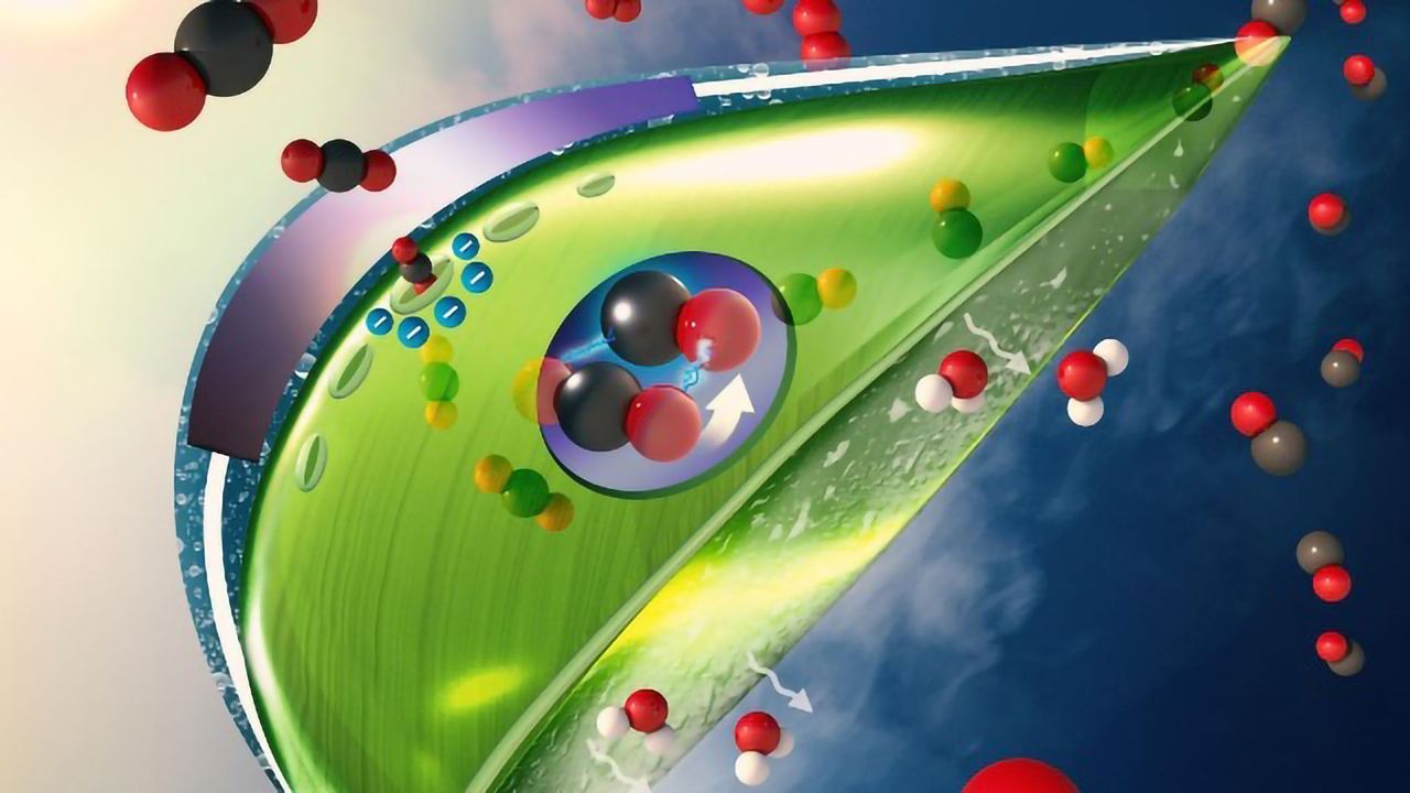 Combating Greenhouse Gas With Artificial Leaves