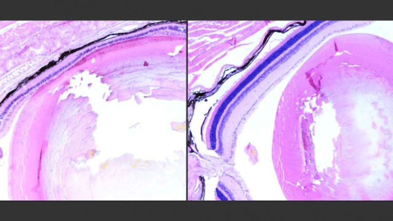 Why Too Much DNA Repair Can Injure Tissue