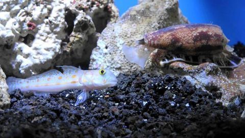 Using Marine Snail Insulin to Improve Diabetes Treatments
