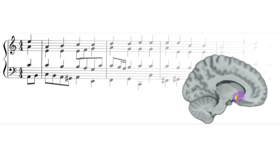 How Music Activates Our Brain's Reward Center  content piece image